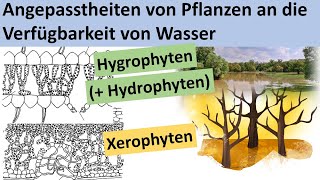 Xerophyten Hydrophyten Hygrophyten  Angepasstheit von Pflanzen an die Verfügbarkeit von Wasser [upl. by Gentes]