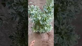 Let’s propagate aralia plantvariegated aralia from cuttingsyoutubeshorts shorts trending [upl. by Cornell]