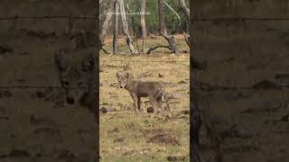 Un Coyotito en la presa del Tesorero [upl. by Auhsohey744]