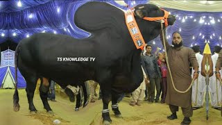 World Biggest Eid alAdha Bulls of RJ Cattle Farm [upl. by Awe]