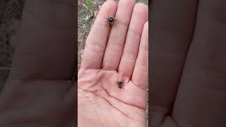 2 Philaeus chrysops 🕷️ Jumping spider bug spider shorts [upl. by Ax520]