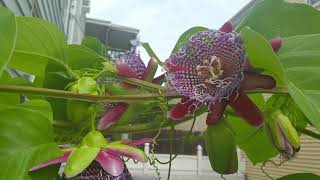 giant granadilla passion fruit vine flowers bloom sept212017 [upl. by Frendel]