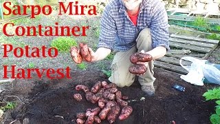 Allotment Diary  First Container Sarpo Mira Potato Harvest Some huge ones [upl. by Elledoj]