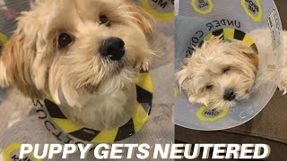 PUPPY NEUTERED what to expect neuter aftercare vlog [upl. by Ynez]