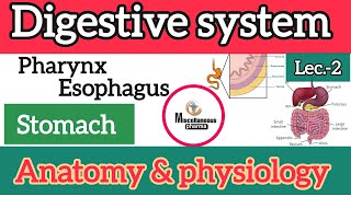 digestive system anatomy and physiology stomach  part2  B pharm 2nd semester [upl. by Garth]