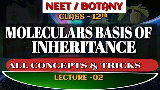 Molecular basis of inheritanceDeoxyribonucleotidestructure of DNAChargaff RuleDr Mritunjay sir [upl. by Grussing]