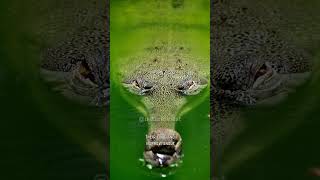 Gharial  The Bizarre Looking Crocodile shorts animals [upl. by Nosned]