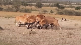 Big male lion coalition taking down a buffalo [upl. by Rannug]