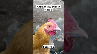 Why chickens Why chickens chickenshorts chicks funny backyardchickens funnychicken [upl. by Atinele]