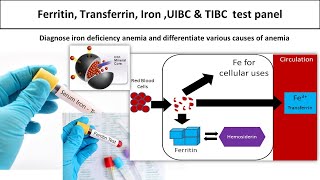 Ferritin Transferrin Iron UIBC amp TIBC test panelmedilabacademymlt [upl. by Zined436]