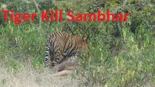 Tigress 107 Sultana  Kill Very Big Sambar Deer for Cubs Ranthambhore Tiger Reserve [upl. by Eimarrej]