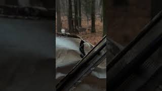 Got to watch this cool albino get up close deer bowhunting hunting [upl. by Hilario37]