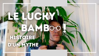 Le Lucky Bamboo  histoire dun mythe  entretien du Dracaena sanderiana [upl. by Lipcombe795]