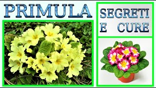 Primula come curarla farla fiorire e riprodurre [upl. by Tare]