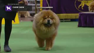 Chow Chows  Breed Judging 2019 [upl. by Luing]