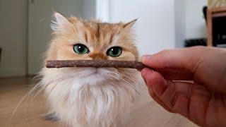 SILVER VINE  MATATABI STICKS FOR CATS  TESTING OUT [upl. by Nwad874]