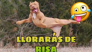 🚨 Este Video te Hará REÍR 998 GARANTIZADO 🙀🐶 Mejores Animales Graciosos del Momento [upl. by Neuburger]