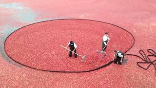 Cranberry Harvesting  Jenkins Cranberry Bog in Harwich [upl. by Rolanda]