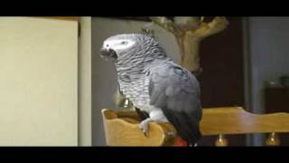 RUBY THE TALKING PARROT WITH SUBTITILES PART 1 [upl. by Wilser]