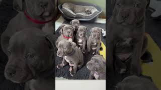 Staffy Puppy yawns 🥱 puppy staffy staffypuppy puppyyawns cutepuppy cutepuppies puppies pup [upl. by Griff]