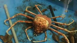 タカアシガニの脱皮6時間全記録！ The giant spider crab sloughed off old skin [upl. by Clarissa231]