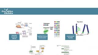 Phage Display Technology  Creative Biolabs Original Version [upl. by Buke]