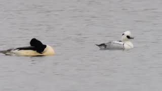 Smew in Lancashire  January 2024  Record Clips [upl. by Rania226]