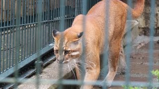 Aziatische goudkat Asiatische Goldkatze  Asiatic golden cat  Zoo Wuppertal [upl. by Lennahc729]