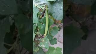 Growing Vegetables in My Garden Part 2 shorts ytshorts gardening greenery trending [upl. by Yolande]