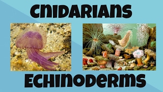 Cnidarians and Echinoderms [upl. by Hirai430]