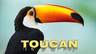 Toco toucan sounds [upl. by Norabal]