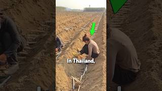 Unique Way Of Planting Sugarcane In China [upl. by Kiki]