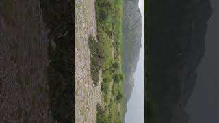 Black Francolin Voice in Mountain [upl. by Ennaear]