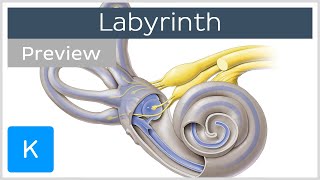 Labyrinth Structure and inner ear function preview  Human Anatomy  Kenhub [upl. by Tobin]