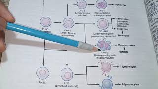 Hematopoiesisblood cell formationgenesis of blood [upl. by Wan]