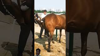 horse equestrian horselover horseracing animals funny duetz comedyfilms comedy bendparty [upl. by Viking]