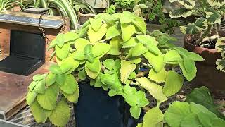 PLECTRANTHUS AMBOINICUS  MEXICAN MINT  edible plant [upl. by Zondra]