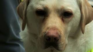 Caught on camera Blind guide dog user confronted by angry commuter [upl. by Acinoda]