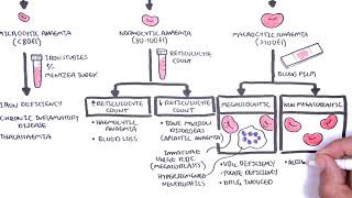 Anaemia anemia  classification microcytic normocytic and macrocytic and pathophysiology [upl. by Karlan]