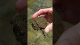 Razorback musk turtle in North Texas [upl. by Brighton]