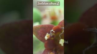 Magnified flower of Santalum album L Santalaceae Sandalwood flower sandalwood sandalwoodnews [upl. by Brazee29]