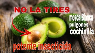 COMO HACER INSECTICIDA ORGÁNICO ‼SUPER POTENTE CON CAROZO🥑 O SEMILLA 🥑DE PALTA [upl. by Elleiand]