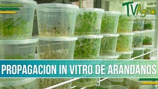 Beneficios de los Cultivos in Vitro  TvAgro por Juan Gonzalo Angel [upl. by Normandy]