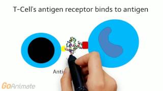 Immune System Cell Mediated Immunity [upl. by Meid]