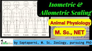 Isometric and Allometric Scaling [upl. by Balbur]