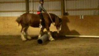 Amazing Jumping Clydesdale Mare [upl. by Assed391]