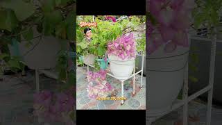 THE BOUGAINVILLEA  This is the update of what I take care of every day August 29 2024 [upl. by Mandych174]