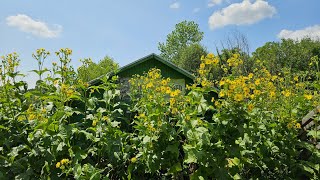 The Super Fantastic Native Sunflower Cup Plant [upl. by Evelinn137]