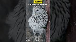 🤔你知道山林中的神秘猫头鹰长什么样吗 china 纪录片 众神之地 [upl. by Nwahsauq]