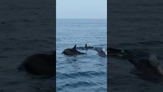 Amazing moment lovina dolphin pulaudolphin pantailovina dolphin snorkling [upl. by Adnil581]